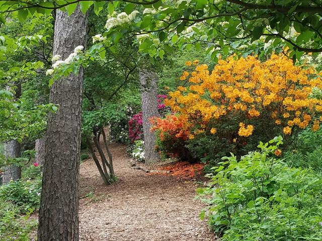 Laurel-Ridge Trail in Nichols Arboretum